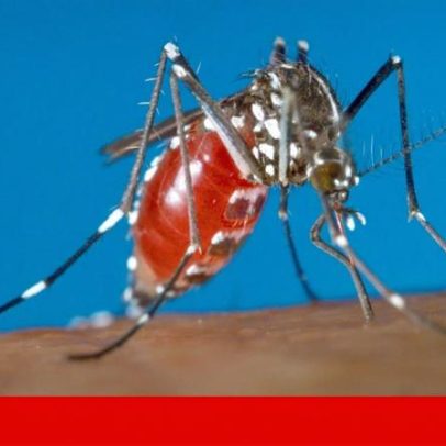Portugal enfrenta maior risco de transmissão de chikungunya na Europa