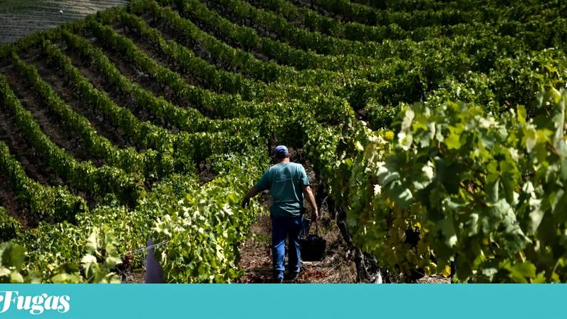 Douro: projeto viável e sustentável avança