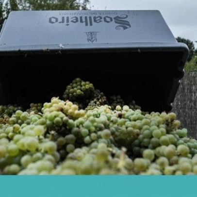 Alvarinho de ripasso de Melgaço conquista destaque
