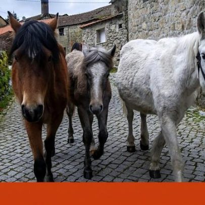 Projeto de lei questiona carne de cavalo na Itália