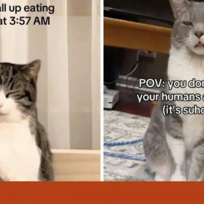 Vídeos de gatos sonolentos durante o Ramadão conquistam as redes