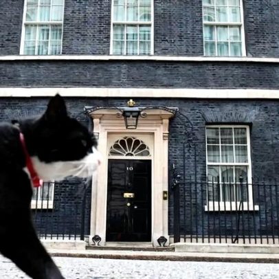 Palmerston (2014-2026): uma vida de serviço e curiosidade
