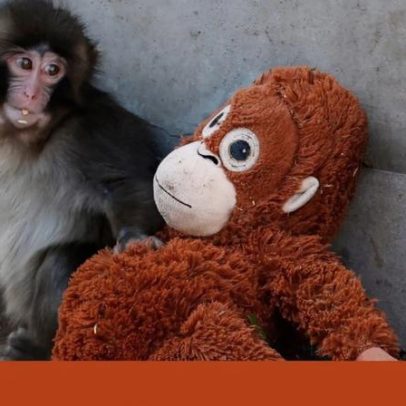 Macaco bebé Punch atrai milhares ao zoo de Tóquio ao não largar peluche