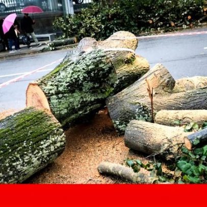 Câmara do Porto passa a informar munícipes sobre abates de árvores