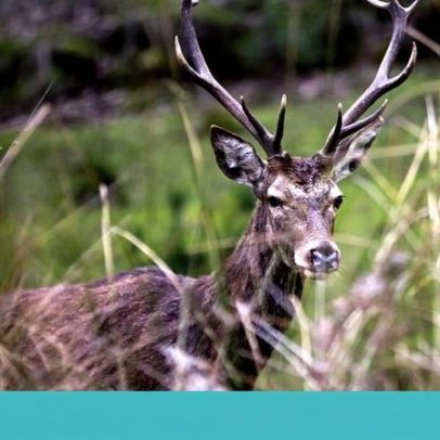 Tapada Nacional de Mafra reabre com visitas guiadas obrigatórias