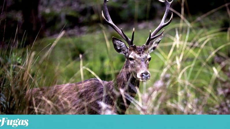 Os veados são residentes da Tapada Nacional de Mafra
