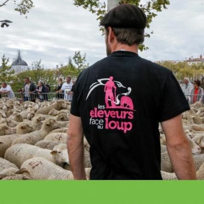 França autoriza abate de 200 lobos para proteger gado; debate em Portugal