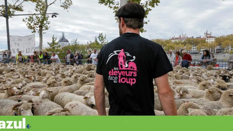 França autoriza abate de 200 lobos para proteger gado; debate em Portugal