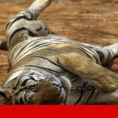Vírus mata 72 tigres num parque de vida selvagem na Tailândia