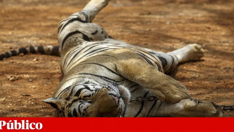 Quando os tigres adoecem, é difícil detectar a doença