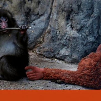 A história do Punch aborda a prisão de animais em zoológicos