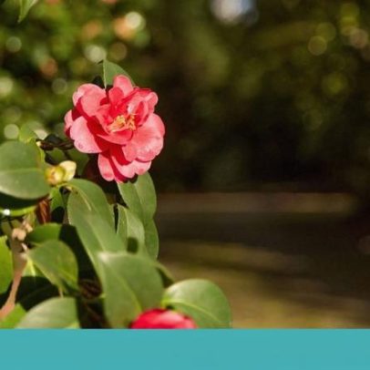 Porto lança roteiro turístico com 21 locais para ver as camélias