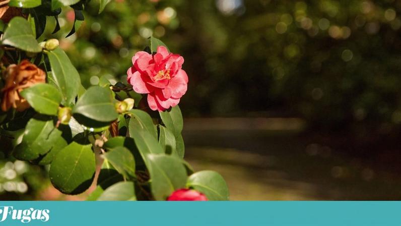 As camélias do Porto ganharam um roteiro próprio, personalizável, com "21 paragens obrigatórias"