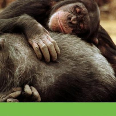 Primeiro censo em Bwindi, Uganda, regista 426 chimpanzés