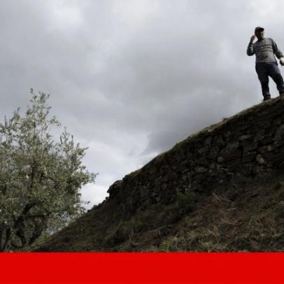 Produção de azeite em Portugal cai 10%; mau tempo provoca prejuízos em Espanha