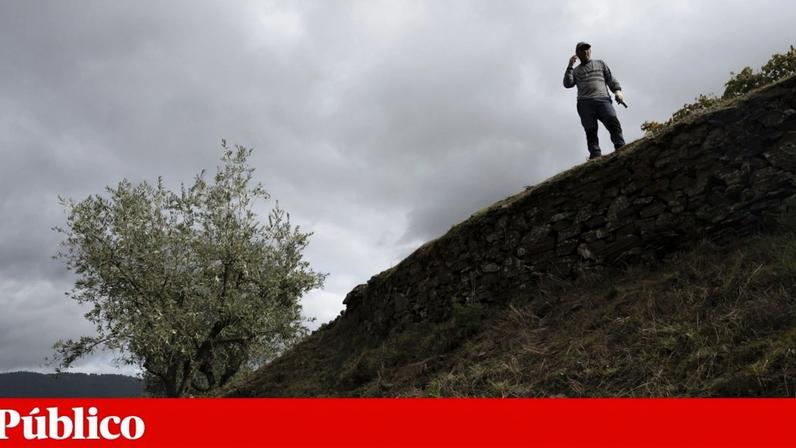 Campanha deste ano segue-se a uma supercolheita