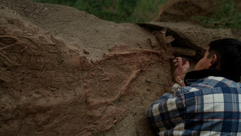 O esqueleto da criança do Lapedo ainda na sua sepultura, durante a escavação