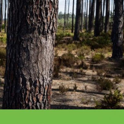 ICNF confirma danos na Mata Nacional de Leiria e alerta para incêndio