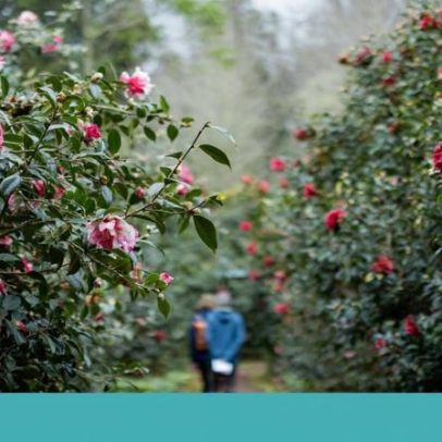 Camélias florescem no Parque Terra Nostra numa agenda para os sentidos