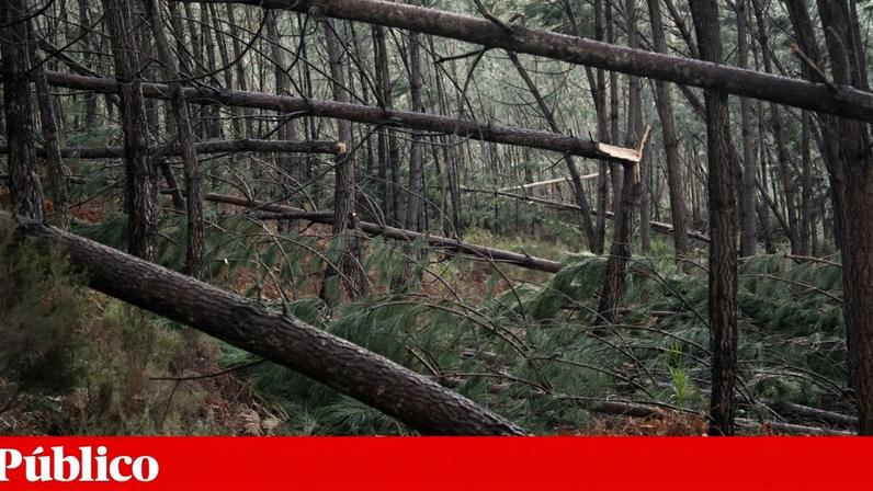 Indústria não tem capacidade para absorver madeira derrubada por tempestades