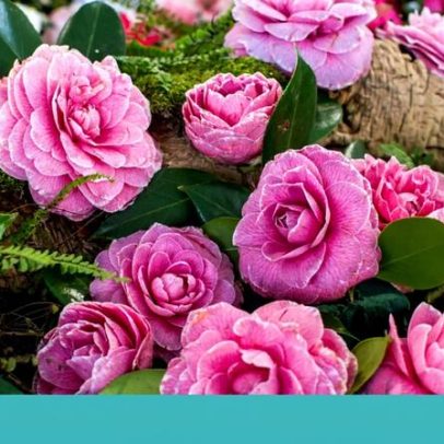 Sintra celebra camélias em pleno auge da floração