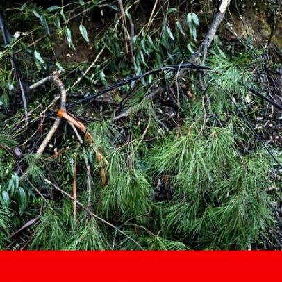Área Metropolitana de Lisboa regista prejuízos de 270 milhões com mau tempo