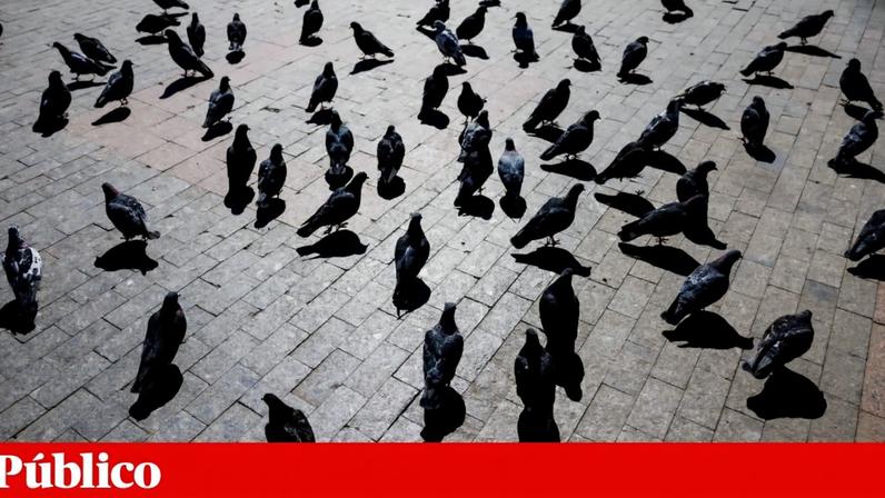Pais das crianças e funcionários do centro temem que com os pombos haja aumento de doenças