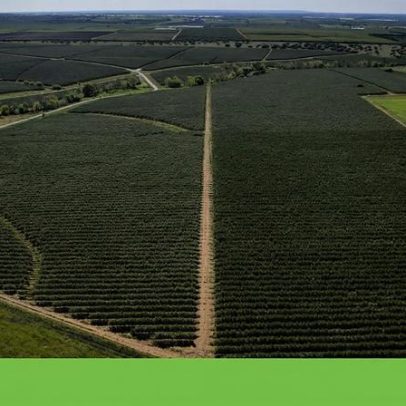 Greenpeace Portugal pede moratória urgente à expansão do olival superintensivo