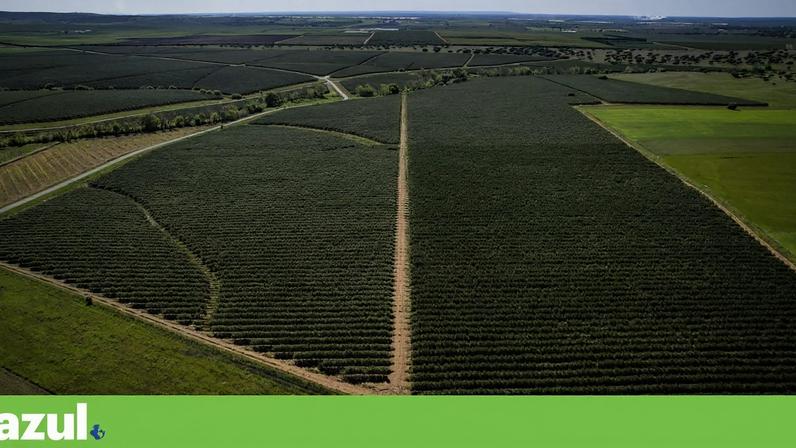 Greenpeace Portugal pede moratória urgente à expansão do olival superintensivo