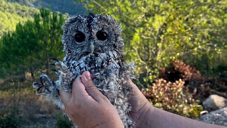 Quercus salvou 1700 animais em 2025, incluindo a coruja babysitter