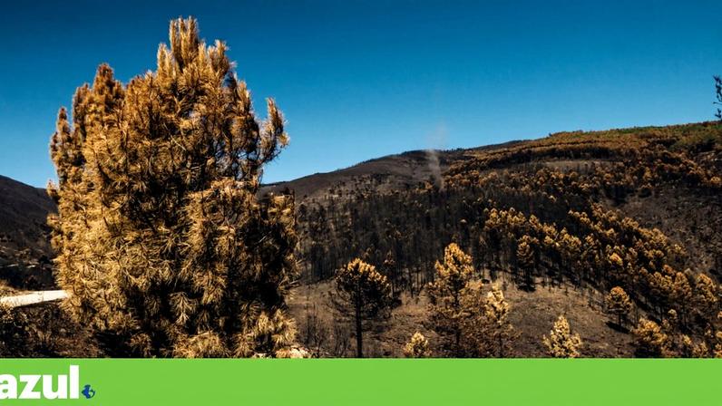 A paisagem em Manteigas, após os incendios florestais na Serra da Estrela de 2022