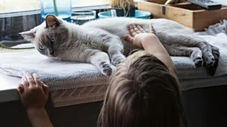 Alguns cancros em gatos de estimação resultam de mutações genéticas muito semelhantes às humanas, o que pode ajudar a melhorar tratamentos para ambas as espécies.