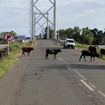 Cheias em Moçambique obrigam gado a procurar comida na estrada