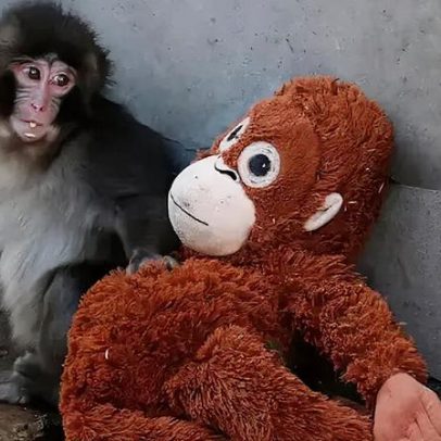 Macaco bebé rejeitado pela mãe vira estrela da internet por não largar peluche