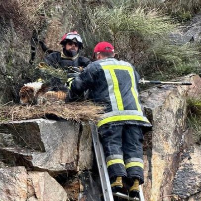 Bombeiros salvam cão em perigo na zona do Varosa, Lamego