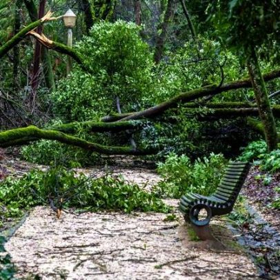 Mais de 250 mil árvores derrubadas em menos de um ano na Serra de Sintra
