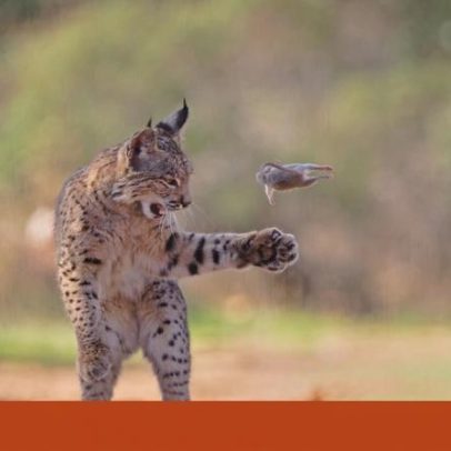 Já podes votar no concurso histórico de fotografia de vida selvagem