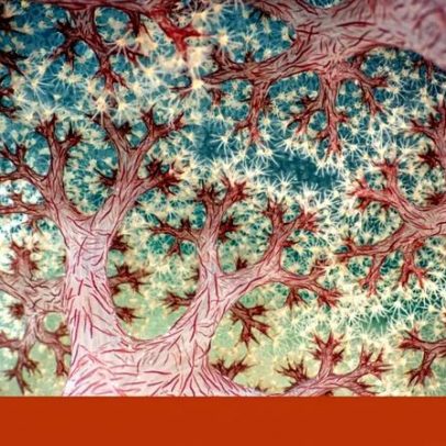 Coral em forma de couve-flor vence melhor foto de natureza em grande plano