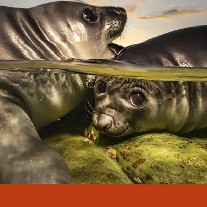 Elefantes-marinhos vencem prémio de melhor fotografia subaquática