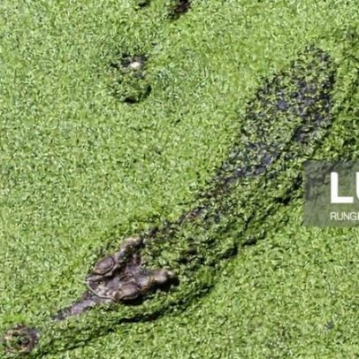 Crocodilo mata duas crianças e fere outra no norte de Moçambique
