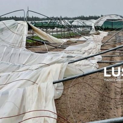 Mau tempo provoca prejuízo de 10 milhões em Odemira; produtores pedem apoios