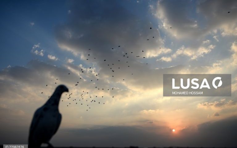 Departamento científico liderado por filha de Putin vai criar ‘pombos-espiões’