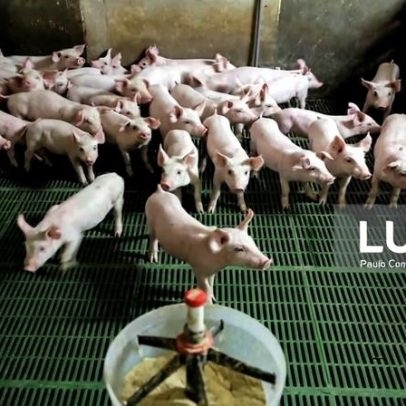Quase 50 explorações suinícolas sem energia eléctrica, diz Federação