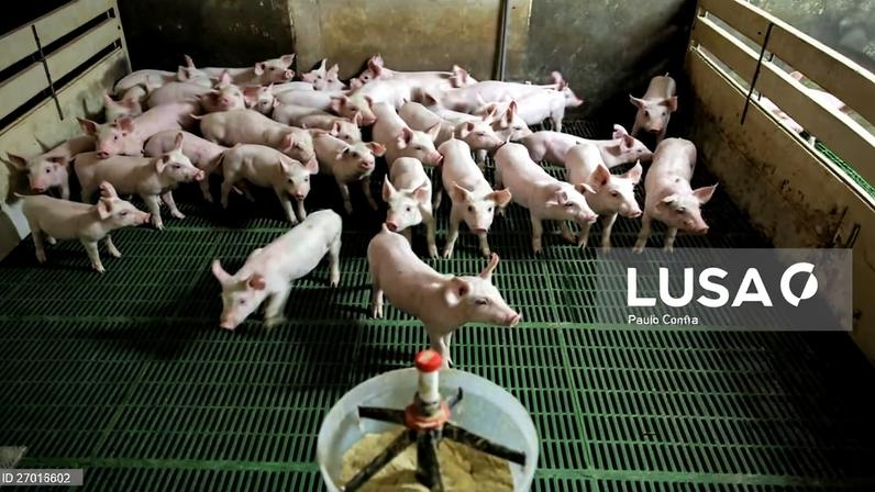 Quase 50 explorações suinícolas ainda sem eletricidade – Federação