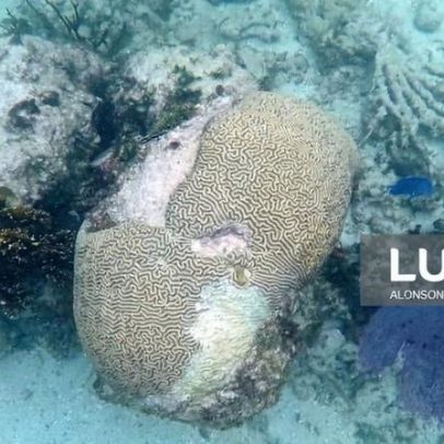 Metade dos recifes de coral afetados por branqueamento entre 2014 e 2017, indica estudo