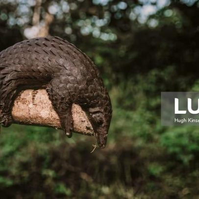 Parque da Gorongosa recupera 160 pangolins no mercado ilegal