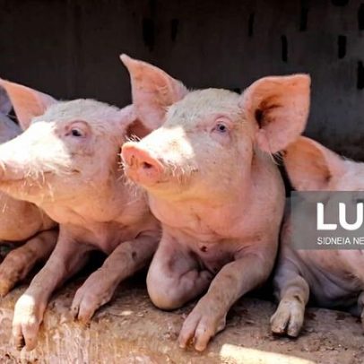 Surto de peste suína na ilha de São Nicolau, Cabo Verde