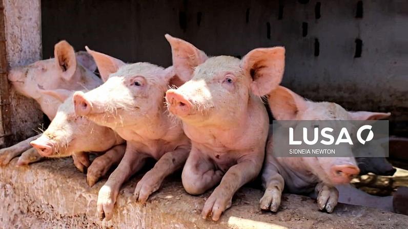 Cabo Verde regista surto de peste suína na ilha de São Nicolau