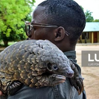 Moçambique entre os principais países de origem de pangolins no comércio ilegal
