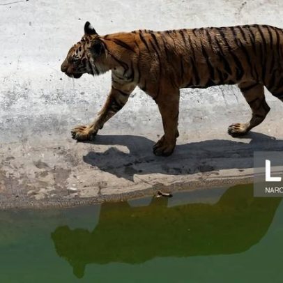 Vírus mata 72 tigres num parque de vida selvagem na Tailândia